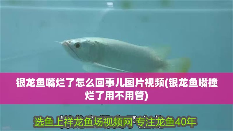 銀龍魚嘴爛了怎么回事兒圖片視頻(銀龍魚嘴撞爛了用不用管)