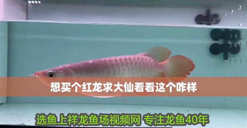 想買個(gè)紅龍求大仙看看這個(gè)咋樣 黃金貓魚百科 第2張 想買個(gè)紅龍求大仙看看這個(gè)咋樣 想買個(gè)紅龍求大仙看看這個(gè)咋樣 黃金貓魚百科 第2張