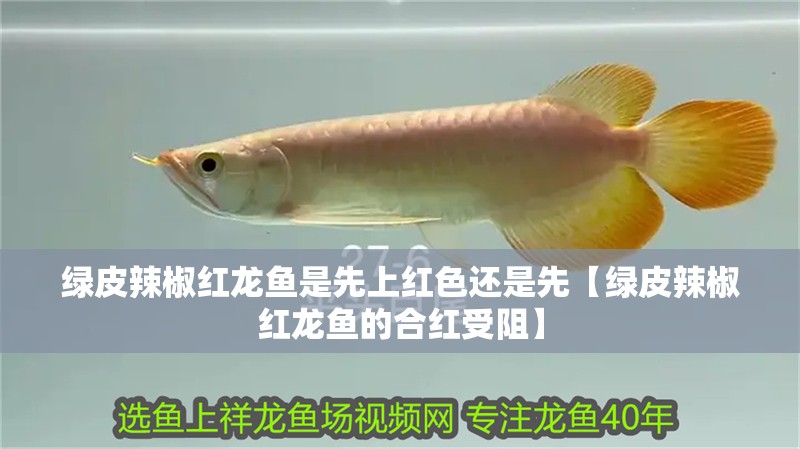 綠皮辣椒紅龍魚是先上紅色還是先【綠皮辣椒紅龍魚的合紅受阻】
