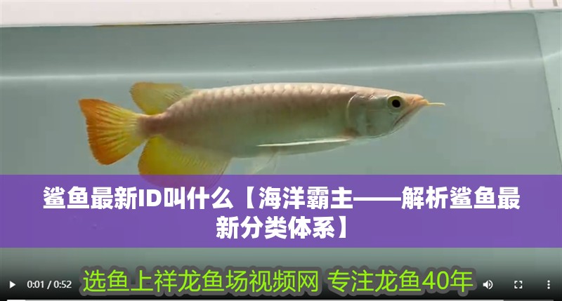 鯊魚最新ID叫什么【海洋霸主——解析鯊魚最新分類體系】
