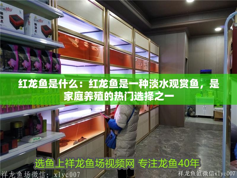 紅龍魚是什么：紅龍魚是一種淡水觀賞魚，是家庭養殖的熱門選擇之一