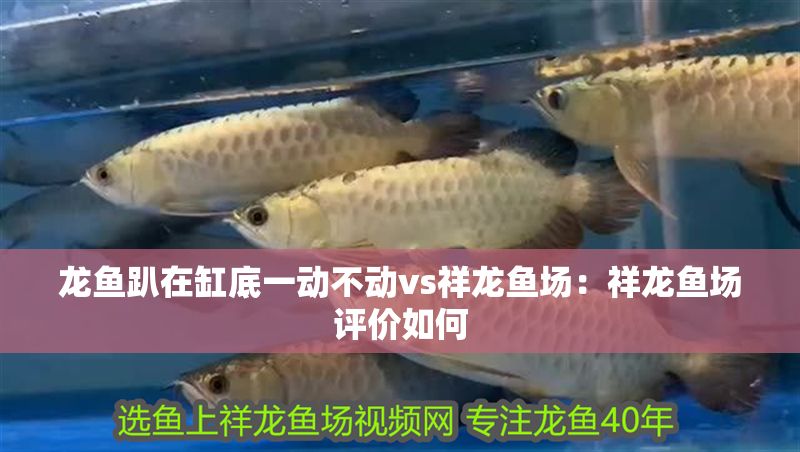 龍魚趴在缸底一動不動vs祥龍魚場：祥龍魚場評價如何