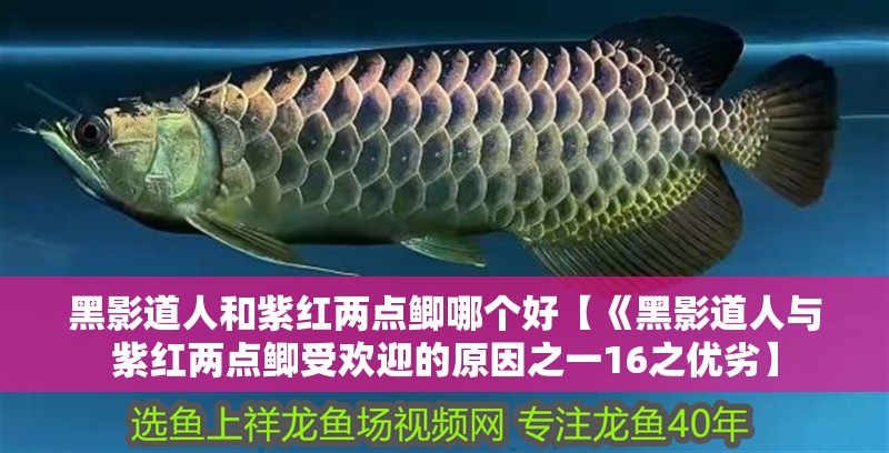 黑影道人和紫紅兩點鯽哪個好【《黑影道人與紫紅兩點鯽受歡迎的原因之一16之優(yōu)劣】