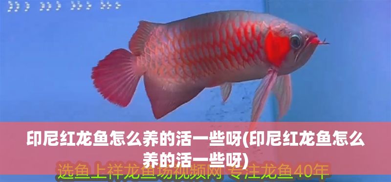 印尼紅龍魚怎么養(yǎng)的活一些呀(印尼紅龍魚怎么養(yǎng)的活一些呀) 紅龍魚百科 第1張 印尼紅龍魚怎么養(yǎng)的活一些呀(印尼紅龍魚怎么養(yǎng)的活一些呀) 印尼紅龍魚怎么養(yǎng)的活一些呀(印尼紅龍魚怎么養(yǎng)的活一些呀) 紅龍魚百科 第1張