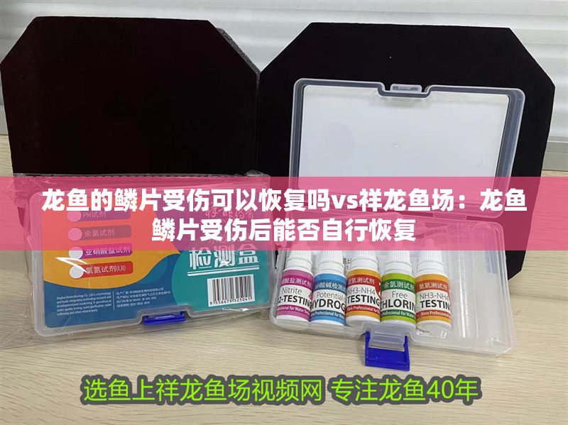 龍魚的鱗片受傷可以恢復嗎vs祥龍魚場:龍魚鱗片受傷后能否自行恢復 vs祥龍魚場 第1張 龍魚的鱗片受傷可以恢復嗎vs祥龍魚場:龍魚鱗片受傷后能否自行恢復 龍魚的鱗片受傷可以恢復嗎vs祥龍魚場:龍魚鱗片受傷后能否自行恢復 vs祥龍魚場 第1張
