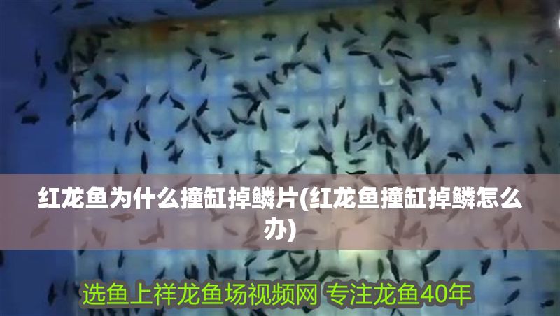 紅龍魚為什么撞缸掉鱗片(紅龍魚撞缸掉鱗怎么辦)