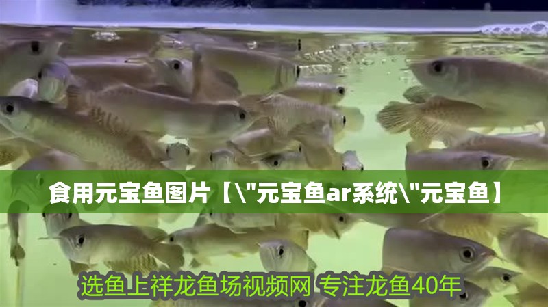 食用元寶魚圖片【\