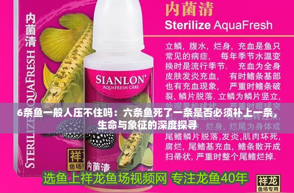 6條魚一般人壓不住嗎：六條魚死了一條是否必須補上一條，生命與象征的深度探尋