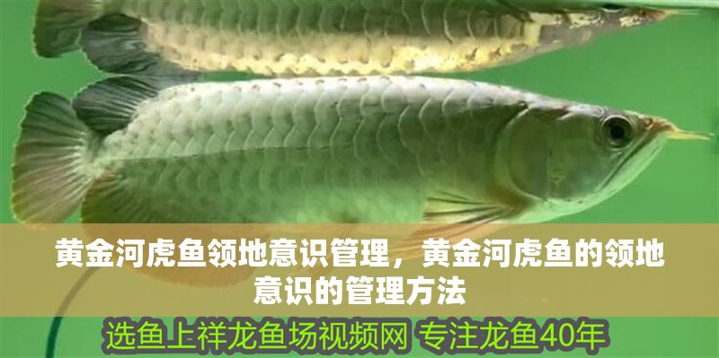 黃金河虎魚領(lǐng)地意識管理，黃金河虎魚的領(lǐng)地意識的管理方法