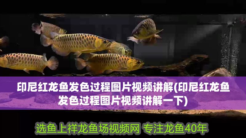 印尼紅龍魚發色過程圖片視頻講解(印尼紅龍魚發色過程圖片視頻講解一下)