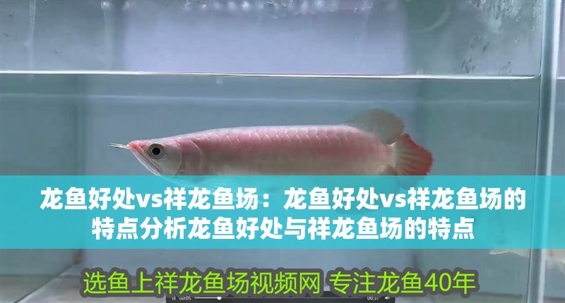 龍魚好處vs祥龍魚場：龍魚好處vs祥龍魚場的特點分析龍魚好處與祥龍魚場的特點