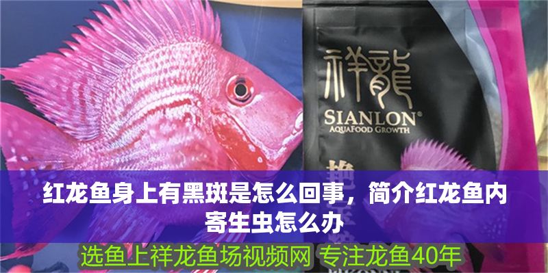 紅龍魚身上有黑斑是怎么回事，簡介紅龍魚內(nèi)寄生蟲怎么辦
