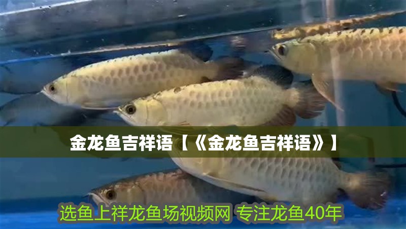 金龍魚吉祥語(yǔ)【《金龍魚吉祥語(yǔ)》】