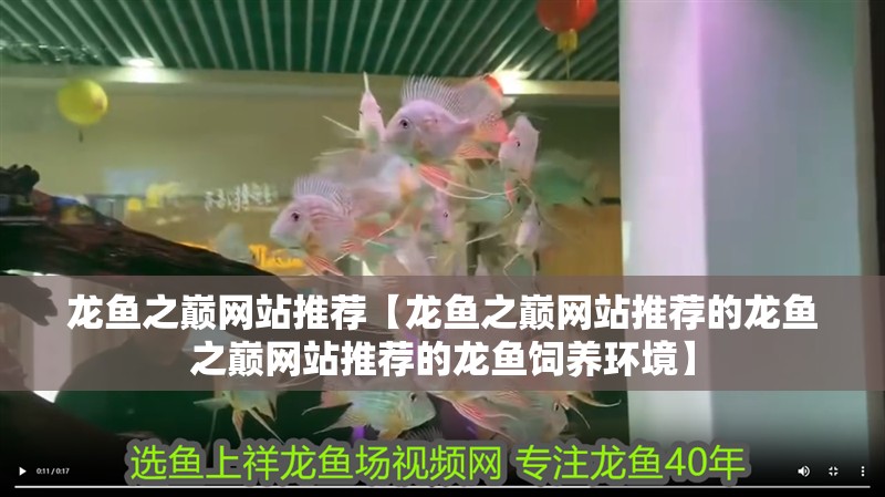 龍魚之巔網站推薦【龍魚之巔網站推薦的龍魚之巔網站推薦的龍魚飼養環境】