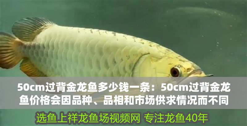 50cm過背金龍魚多少錢一條：50cm過背金龍魚價格會因品種、品相和市場供求情況而不同