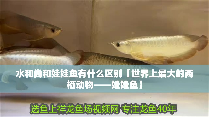 水和尚和娃娃魚有什么區別【世界上最大的兩棲動物——娃娃魚】 水和尚和娃娃魚有什么區別【世界上最大的兩棲動物——娃娃魚】 龍魚論壇