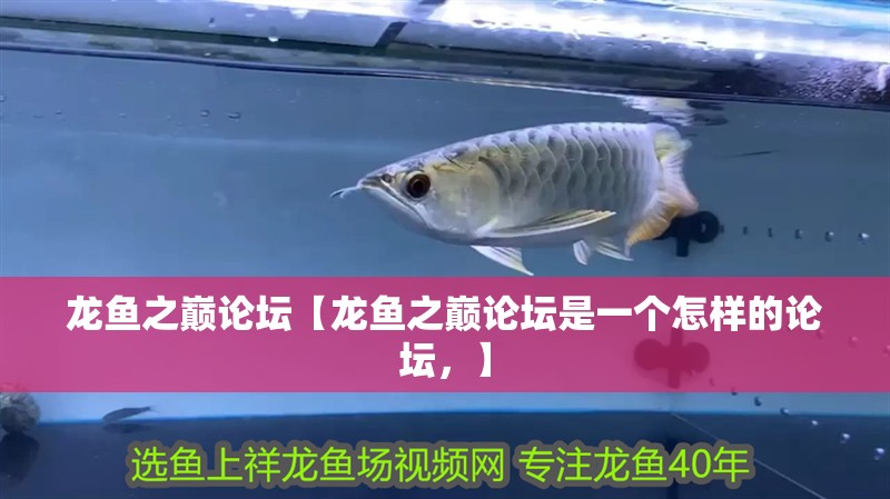 龍魚(yú)之巔論壇【龍魚(yú)之巔論壇是一個(gè)怎樣的論壇，】