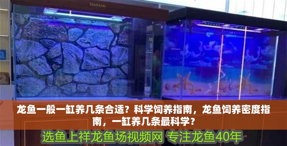 龍魚一般一缸養幾條合適？科學飼養指南，龍魚飼養密度指南，一缸養幾條最科學？ 龍魚一般一缸養幾條合適？科學飼養指南，龍魚飼養密度指南，一缸養幾條最科學？ 龍魚百科 第1張
