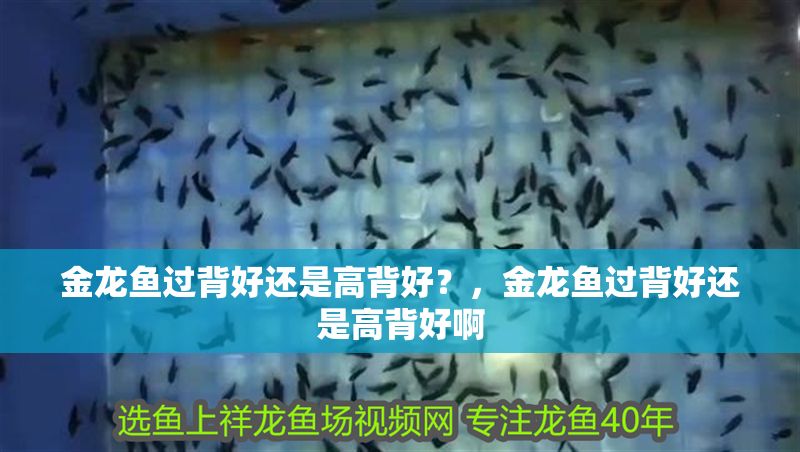金龍魚過背好還是高背好？，金龍魚過背好還是高背好啊 金龍魚過背好還是高背好？，金龍魚過背好還是高背好啊 錦鯉魚百科 第1張