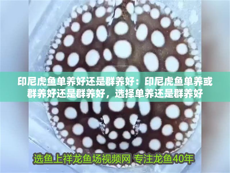 印尼虎魚單養(yǎng)好還是群養(yǎng)好：印尼虎魚單養(yǎng)或群養(yǎng)好還是群養(yǎng)好，選擇單養(yǎng)還是群養(yǎng)好