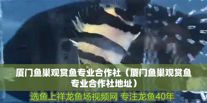 廈門魚巢觀賞魚專業合作社（廈門魚巢觀賞魚專業合作社地址）