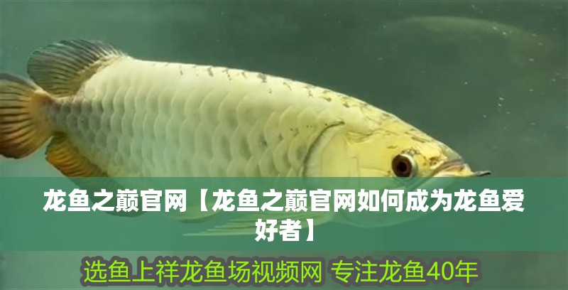 龍魚之巔官網(wǎng)【龍魚之巔官網(wǎng)如何成為龍魚愛好者】