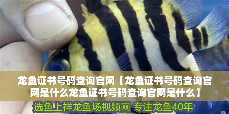 龍魚證書號碼查詢官網【龍魚證書號碼查詢官網是什么龍魚證書號碼查詢官網是什么】