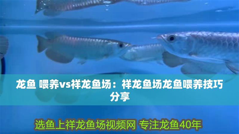 龍魚 喂養vs祥龍魚場：祥龍魚場龍魚喂養技巧分享
