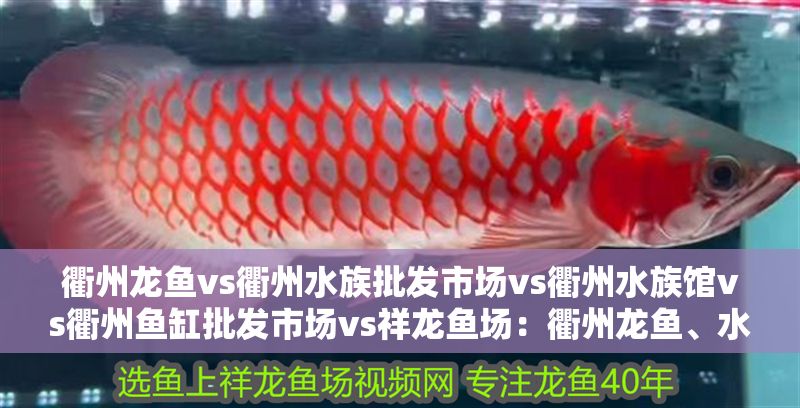 衢州龍魚vs衢州水族批發(fā)市場(chǎng)vs衢州水族館vs衢州魚缸批發(fā)市場(chǎng)vs祥龍魚場(chǎng)：衢州龍魚、水族批發(fā)市場(chǎng)、水族館、魚缸批發(fā)市場(chǎng)價(jià)格查詢 衢州龍魚vs衢州水族批發(fā)市場(chǎng)vs衢州水族館vs衢州魚缸批發(fā)市場(chǎng)vs祥龍魚場(chǎng)：衢州龍魚、水族批發(fā)市場(chǎng)、水族館、魚缸批發(fā)市場(chǎng)價(jià)格查詢 祥龍魚場(chǎng)各市分站 第2張