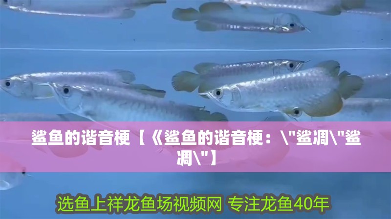 鯊魚(yú)的諧音梗【《鯊魚(yú)的諧音梗：\