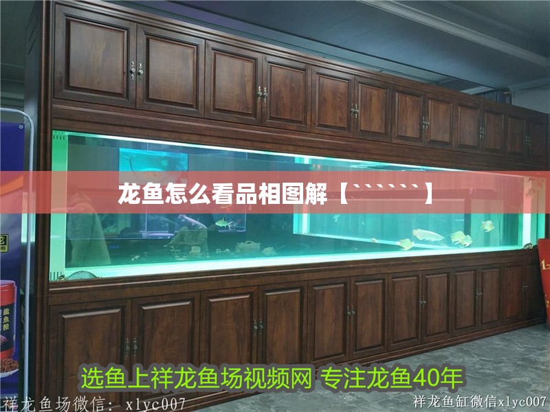 龍魚怎么看品相圖解【``````】