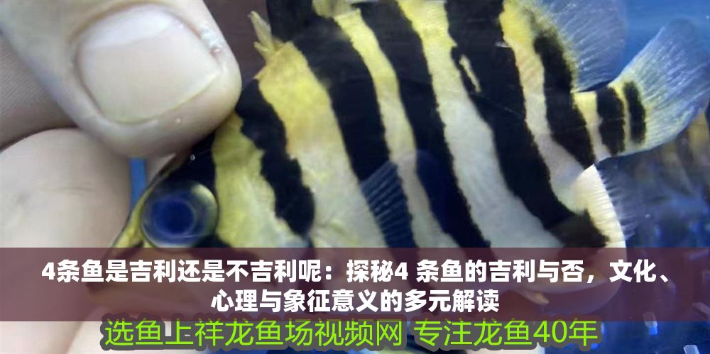 4條魚是吉利還是不吉利呢：探秘4 條魚的吉利與否，文化、心理與象征意義的多元解讀
