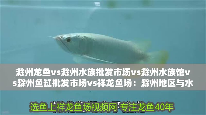 滁州龍魚(yú)vs滁州水族批發(fā)市場(chǎng)vs滁州水族館vs滁州魚(yú)缸批發(fā)市場(chǎng)vs祥龍魚(yú)場(chǎng)：滁州地區(qū)與水族相關(guān)行業(yè)的競(jìng)爭(zhēng)格局