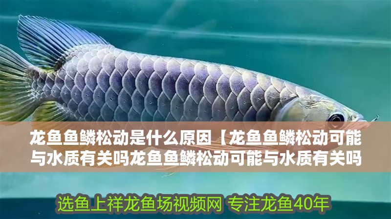 龍魚魚鱗松動(dòng)是什么原因【龍魚魚鱗松動(dòng)可能與水質(zhì)有關(guān)嗎龍魚魚鱗松動(dòng)可能與水質(zhì)有關(guān)嗎】