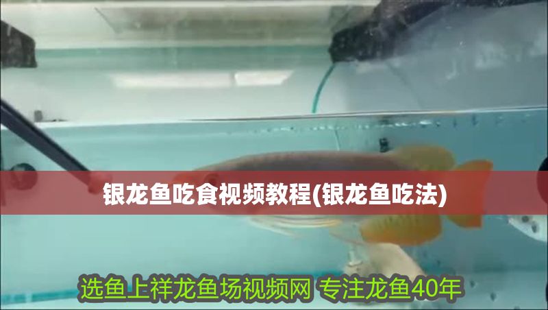 銀龍魚吃食視頻教程(銀龍魚吃法)