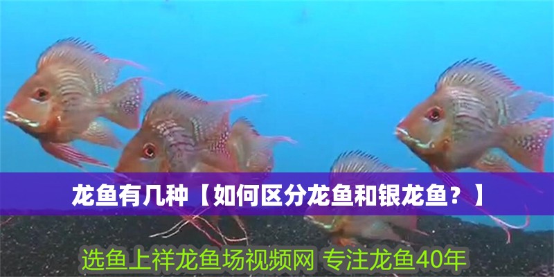 龍魚有幾種【如何區(qū)分龍魚和銀龍魚？】