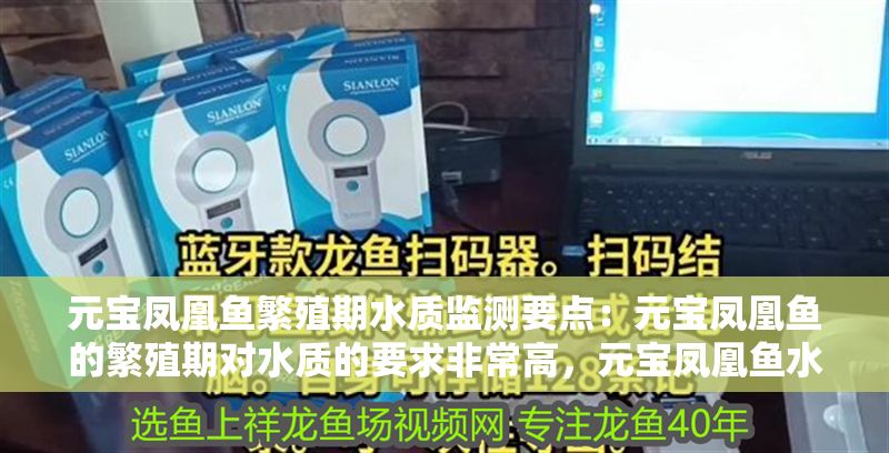 元寶鳳凰魚繁殖期水質監測要點：元寶鳳凰魚的繁殖期對水質的要求非常高，元寶鳳凰魚水質穩定方法