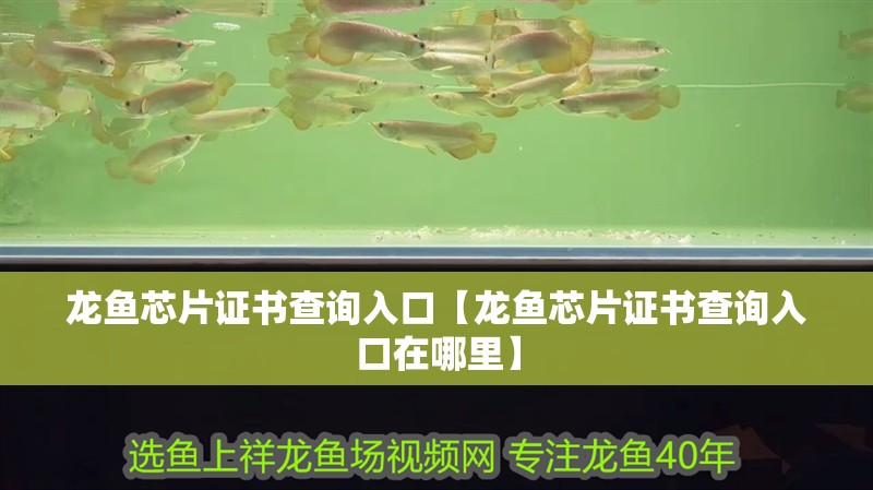 龍魚芯片證書查詢入口【龍魚芯片證書查詢入口在哪里】