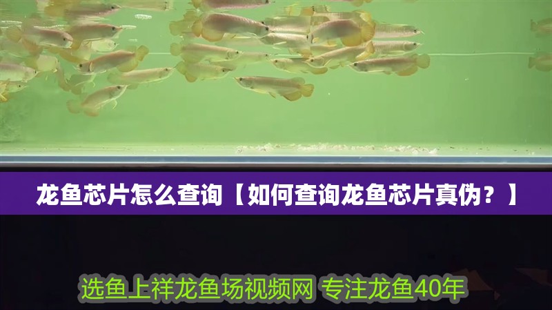 龍魚芯片怎么查詢【如何查詢龍魚芯片真偽？】