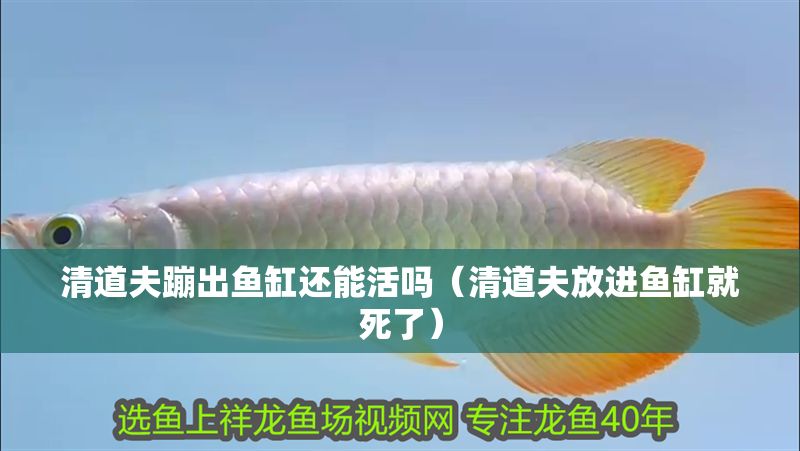 清道夫蹦出魚缸還能活嗎（清道夫放進(jìn)魚缸就死了）