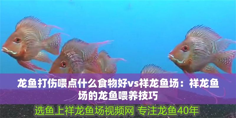 龍魚打傷喂點什么食物好vs祥龍魚場：祥龍魚場的龍魚喂養技巧