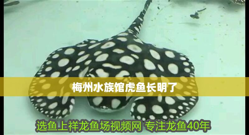 <strong><mark>梅州</mark></strong>水族館虎魚長明了