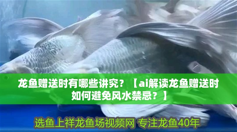 龍魚贈送時有哪些講究？【ai解讀龍魚贈送時如何避免風水禁忌？】