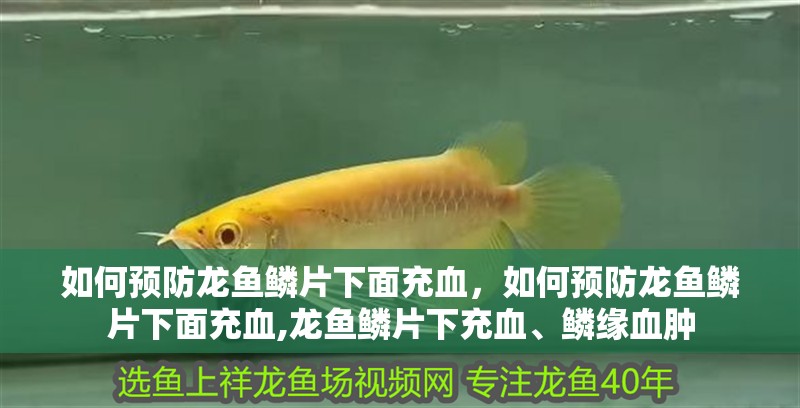 詳細閱讀:如何預(yù)防龍魚鱗片下面充血,如何預(yù)防龍魚鱗片下面充血,龍魚鱗片下充血、鱗緣血腫 如何預(yù)防龍魚鱗片下面充血,如何預(yù)防龍魚鱗片下面充血,龍魚鱗片下充血、鱗緣血腫