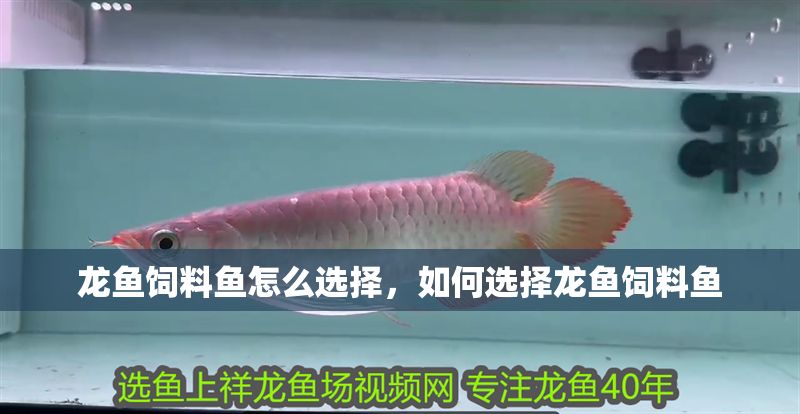 龍魚飼料魚怎么選擇，如何選擇龍魚飼料魚
