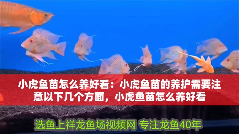 小虎魚苗怎么養好看：小虎魚苗的養護需要注意以下幾個方面，小虎魚苗怎么養好看