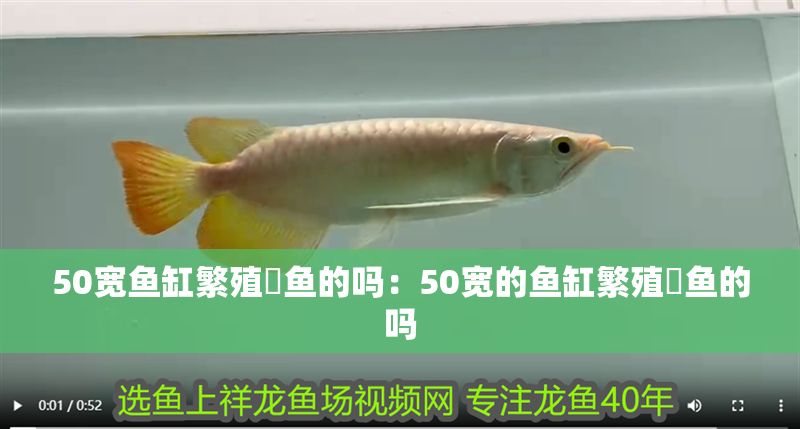 50寬魚缸繁殖魟魚的嗎：50寬的魚缸繁殖魟魚的嗎
