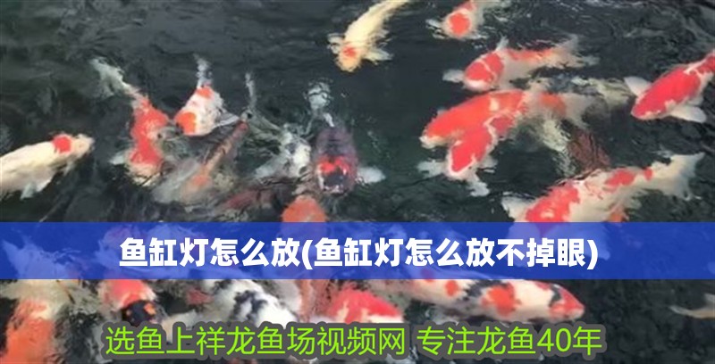 魚(yú)缸燈怎么放(魚(yú)缸燈怎么放不掉眼)