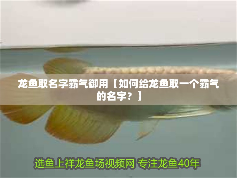 龍魚取名字霸氣御用【如何給龍魚取一個霸氣的名字？】