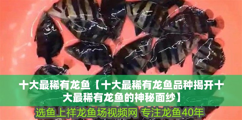 十大最稀有龍魚【十大最稀有龍魚品種揭開十大最稀有龍魚的神秘面紗】